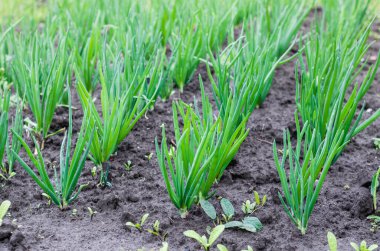 Bahar bahçesi bitkileri. Yeşil Soğan Tarlası. Bahçede taze soğan