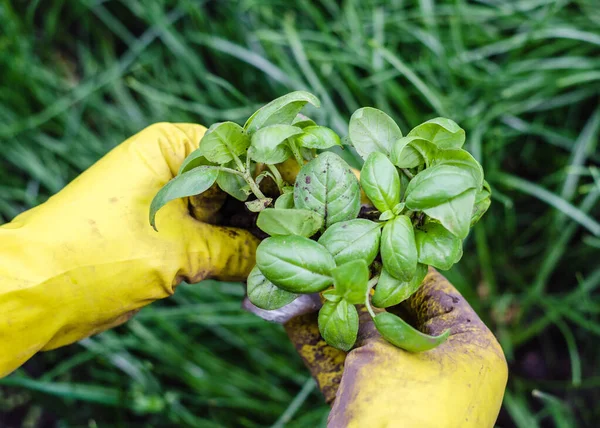 Basil Seedlings Hands Planting Garden Hands Gloves Planting Basil — Stock Photo, Image