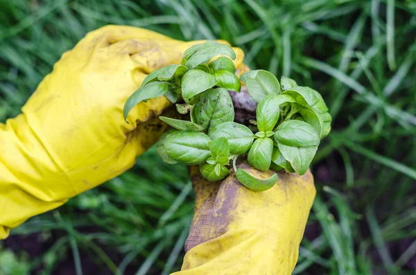 Basil Seedlings Hands Planting Garden Hands Gloves Planting Basil — Stock Photo, Image