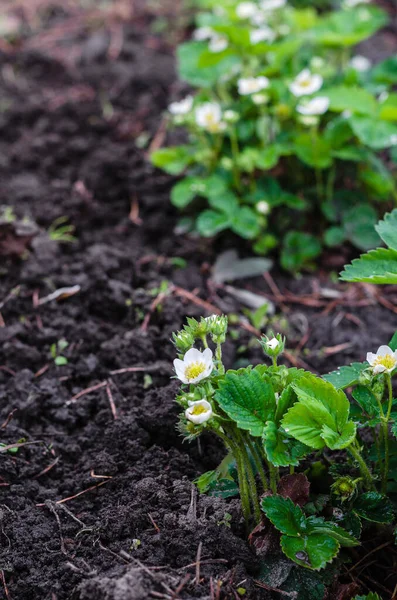 Aardbeienplant Tuin Het Voorjaar — Stockfoto