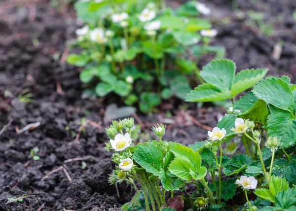 Aardbeienplant Tuin Het Voorjaar — Stockfoto