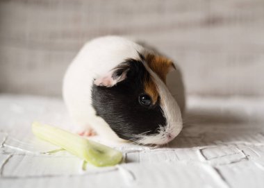 Gine domuzu, buzdağı marulu yiyor. Kapat.