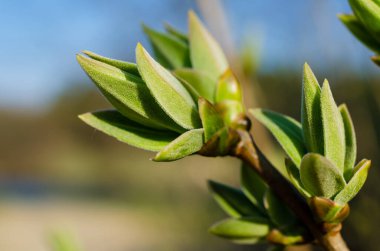 Baharda yeşil tomurcuklar, yeşil dal, yakın plan, makro ölçek