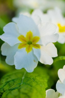 Bahar bahçesinde menekşeler, kemanlar. Bahar çiçekleri, çiçek, makro