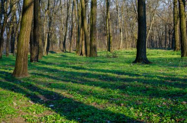Güneşli bir günde bahar parkı. Baharda yeşil çimenleri ve ağaçları olan güzel bir park.