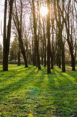 Güneşli bir günde bahar parkı. Baharda yeşil çimenleri ve ağaçları olan güzel bir park.