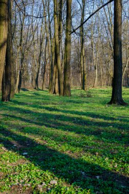 Güneşli bir günde bahar parkı. Baharda yeşil çimenleri ve ağaçları olan güzel bir park.