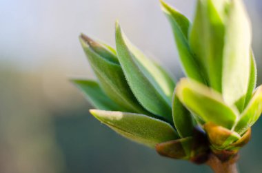 Baharda yeşil tomurcuklar, yeşil dal, yakın plan, makro ölçek