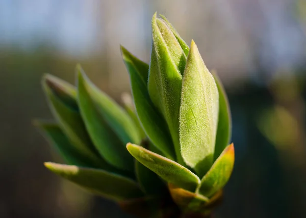 Bourgeons Verts Printemps Branche Verte Gros Plan Macro Échelle — Photo