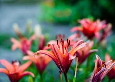 Mercan zambakları. Çiçek arkaplan. Yakın plan.