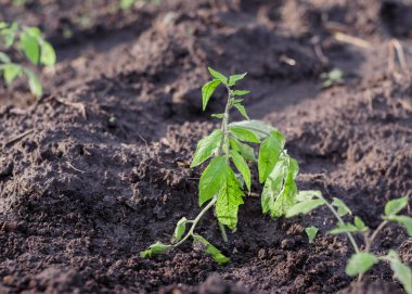 Bahçedeki genç domates bitkileri
