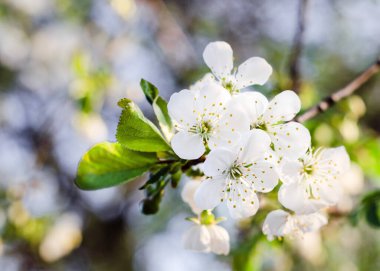 İlkbaharda kiraz çiçeği. Kapatın. Yumuşak odak