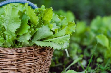 Güneş ışığında eski bir sepetin içinde salata. Salata salatası.