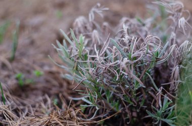 Baharda bahçede lavanta çiçekleri. Bahar bahçesi işi.. 