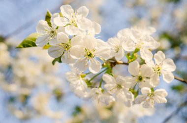 Mavi gökyüzü arka planında kiraz çiçeği. Kapatın. Yumuşak odak