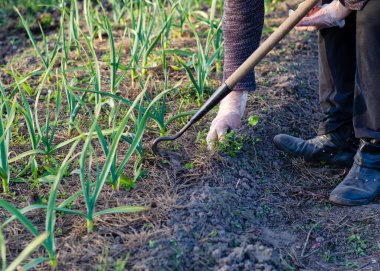 Baharda bahçe işleri. Bahçede soğan ayıklıyorum.
