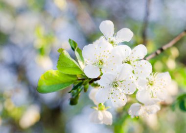 Mavi gökyüzü arka planında kiraz çiçeği. Kapatın. Yumuşak odak