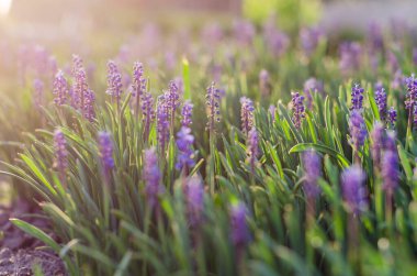 Bahar güneşinde bahçede muscari. Güzel bahçe çiçekleri. Bahar çiçek açıyor..