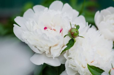 Şakayık çiçekleri. Bahçedeki şakayıklar