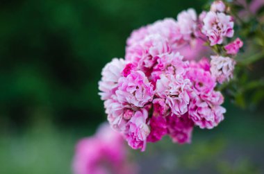 Bahçedeki küçük güller. Pembe güller. Çiçek arkaplan. Yakın plan. Sancak biçimi