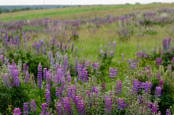 Lupinus Roxo Tremoço Campo Tremoço Lupines Verão Flor Fundo — Fotografia de Stock