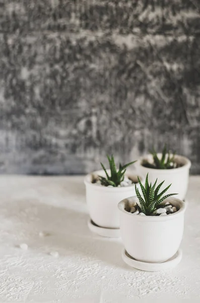 Collection of succulent plants in white pots. Potted house plants on white shelf against white wall.