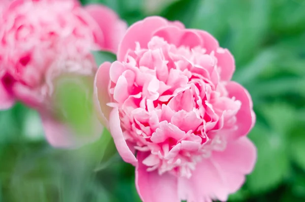 Peonies Flowers Background Peonies Garden — Stock Photo, Image