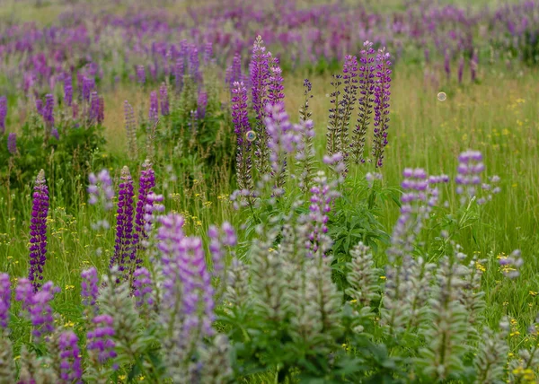 Fialový Vlčí Bok Vlčí Bok Vlčí Bok Lupines Letní Květinové — Stock fotografie