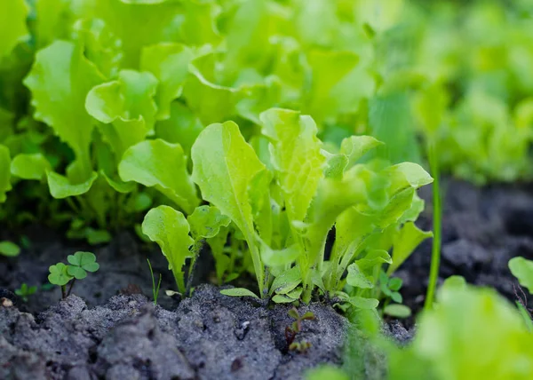 Isolierte Blattsalatpflanze Baby Cos Auf Dem Bauernhof Salat Biobauernhof — Stockfoto