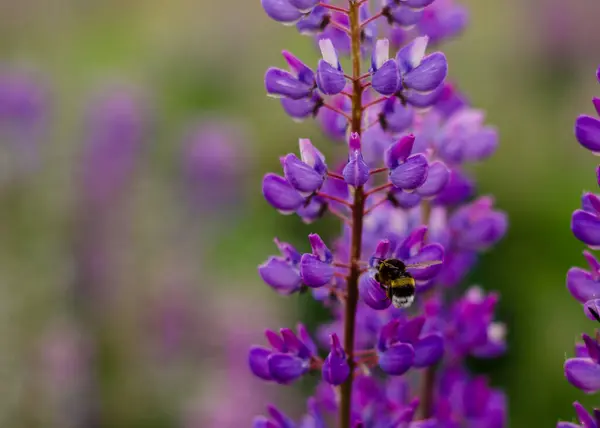 Bumblebee Flor Lupinus Violeta Lupinus Roxo Prado Belo Fundo Verão — Fotografia de Stock