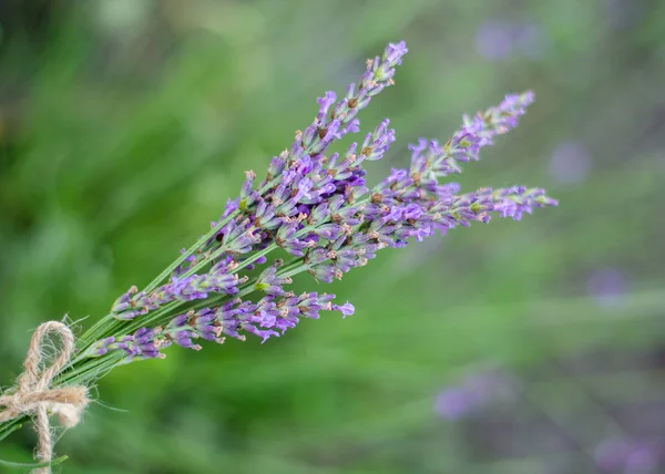 Bela Flor Lavanda Campo Lavanda Foco Seletivo Suave Flor Lavanda — Fotografia de Stock