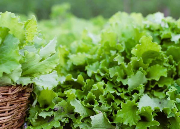 Isolated Baby Cos Leaf Lettuce Plant Farm Salad Lettuce Organic — Stock Photo, Image