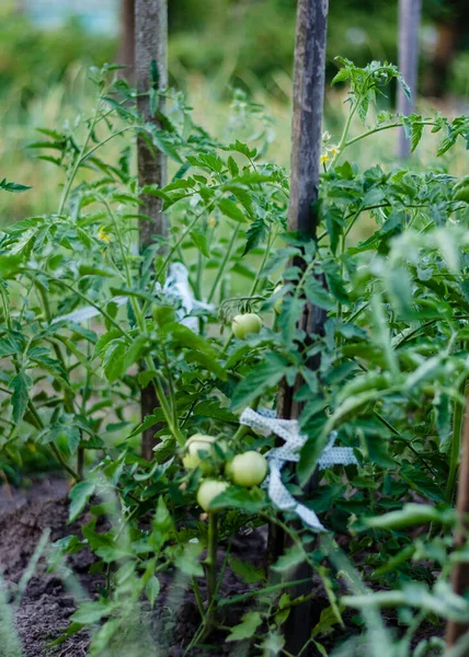 Omogna Gröna Tomater Som Växer Trädgården Gröna Tomatkörsbär — Stockfoto