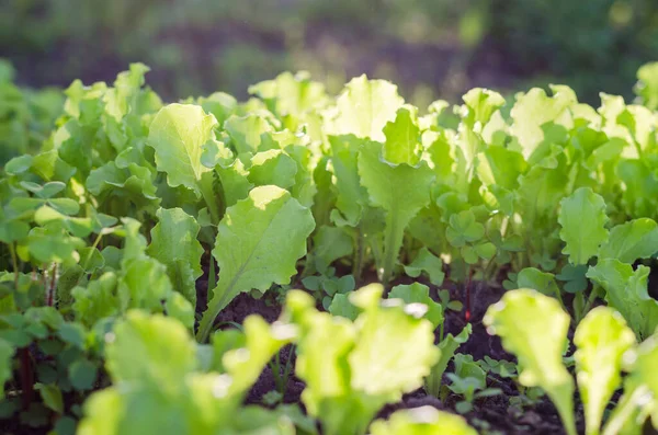 Baby Cos Leaf Lettuce Plant Farm Salad Lettuce Organic Farm — Stock Photo, Image