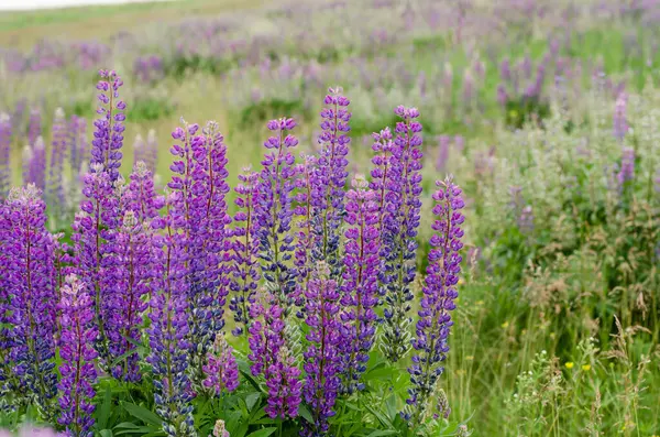 Lupinus Roxo Tremoço Campo Tremoço Lupines Verão Flor Fundo — Fotografia de Stock