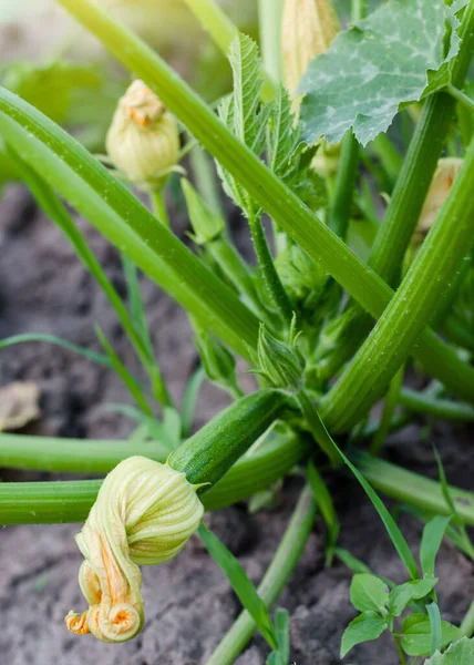 closeup of a green courgette marrow squash plant with fruits growing in a garden