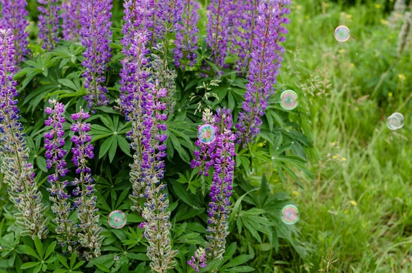 Bolha Sabão Arco Íris Voador Campo Lupinus Fundo Natural Alegre — Fotografia de Stock