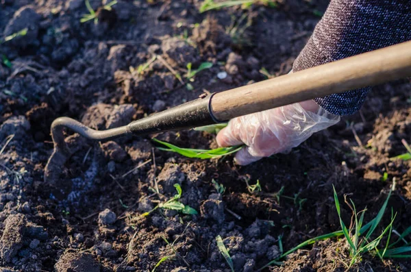 Garden work in the spring. Weeding onions in the garden