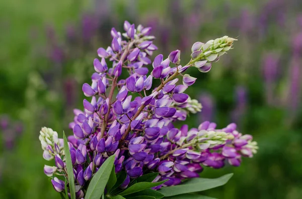 Buquê Lupinus Roxo Mão Mulher Prado Cartão Saudação Bela Cena — Fotografia de Stock