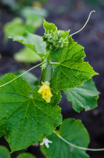 Gröna Grenar Med Unga Gurkor Och Blommor Gurkor Trädgårdsarbete Ekologisk — Stockfoto