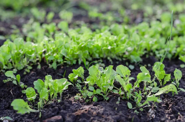 Baby Cos Plante Laitue Feuilles Dans Ferme Salade Laitue Dans — Photo