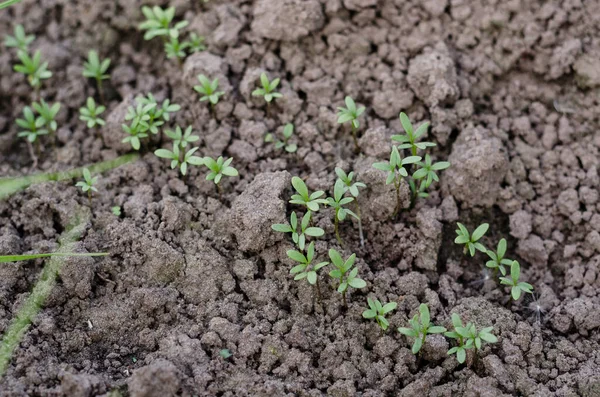 Verse Waterkers Bundel Groeit Boerderij — Stockfoto