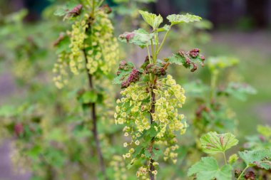 İlkbaharda kuşüzümü çiçeği. Kene üzümü yaprakları