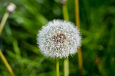 Bahçede karahindiba, yakın plan, makro ölçek