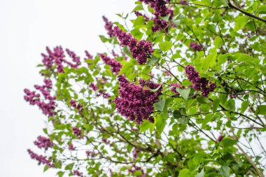Gökyüzüne karşı leylak, doğal arkaplan
