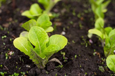 Bahçede marul fideleri var. Bahçıvanlık