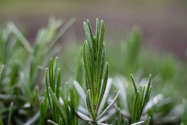 Lavande Printemps Dans Jardin — Photo