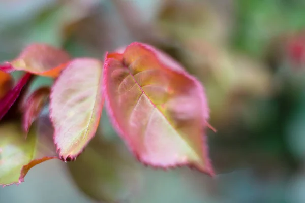 Rosenblätter Garten Nahaufnahme — Stockfoto
