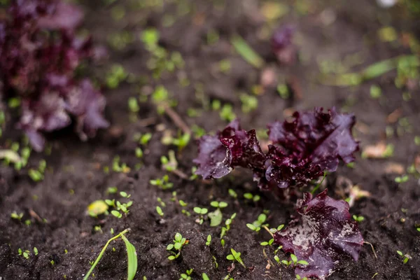 Dark Salad Garden Gardening — Stock Photo, Image