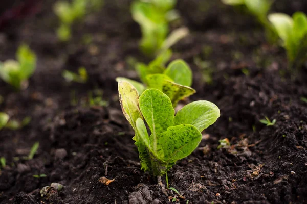 Romain Sla Zaailingen Tuin Tuinieren — Stockfoto